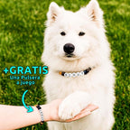 Un perro blanco con un collar de cuentas personalizado para mascotas que dice SCOUT pone su pata en la mano de una persona que lleva una pulsera a juego. Texto: +GRATIS Una Pulsera a juego. Producto: Collar de cuentas personalizado para mascotas + Pulsera gratis.