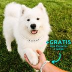 Un esponjoso perro blanco lleva un collar de cuentas personalizado para mascotas y un collar de cuentas "BOONE", estrechando la mano de alguien que lleva la pulsera a juego. Al aire libre sobre hierba verde. Texto: "+GRATIS Una Pulsera a juego.