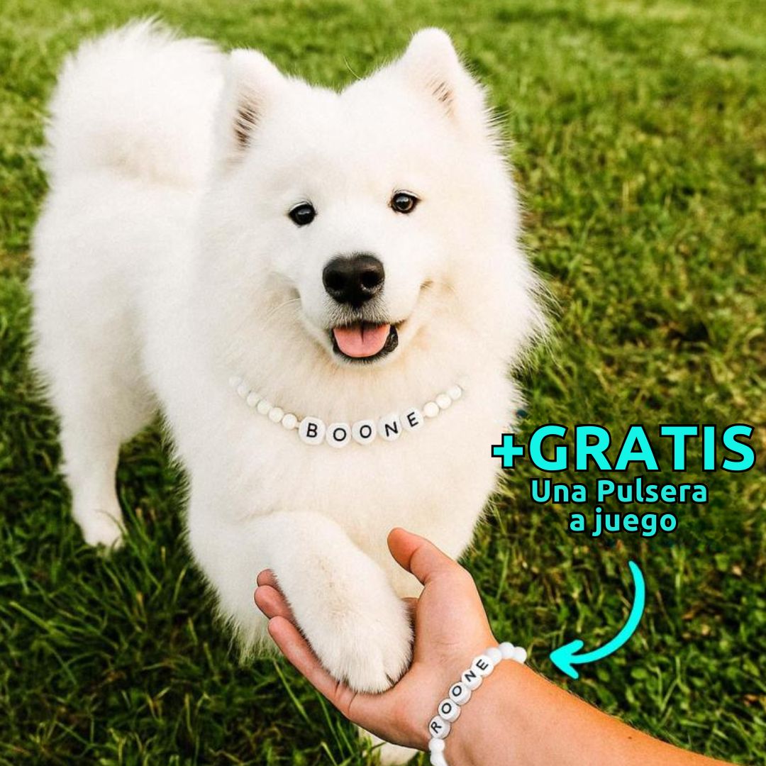 Un esponjoso perro blanco lleva un collar de cuentas personalizado para mascotas y un collar de cuentas "BOONE", estrechando la mano de alguien que lleva la pulsera a juego. Al aire libre sobre hierba verde. Texto: "+GRATIS Una Pulsera a juego.