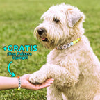 Un perro claro luce un Collar de cuentas personalizado para mascotas con el nombre Xena y da la pata a una persona con Pulsera gratis personalizada Dora. Texto en español promociona la Pulsera gratis. Están sobre césped verde.