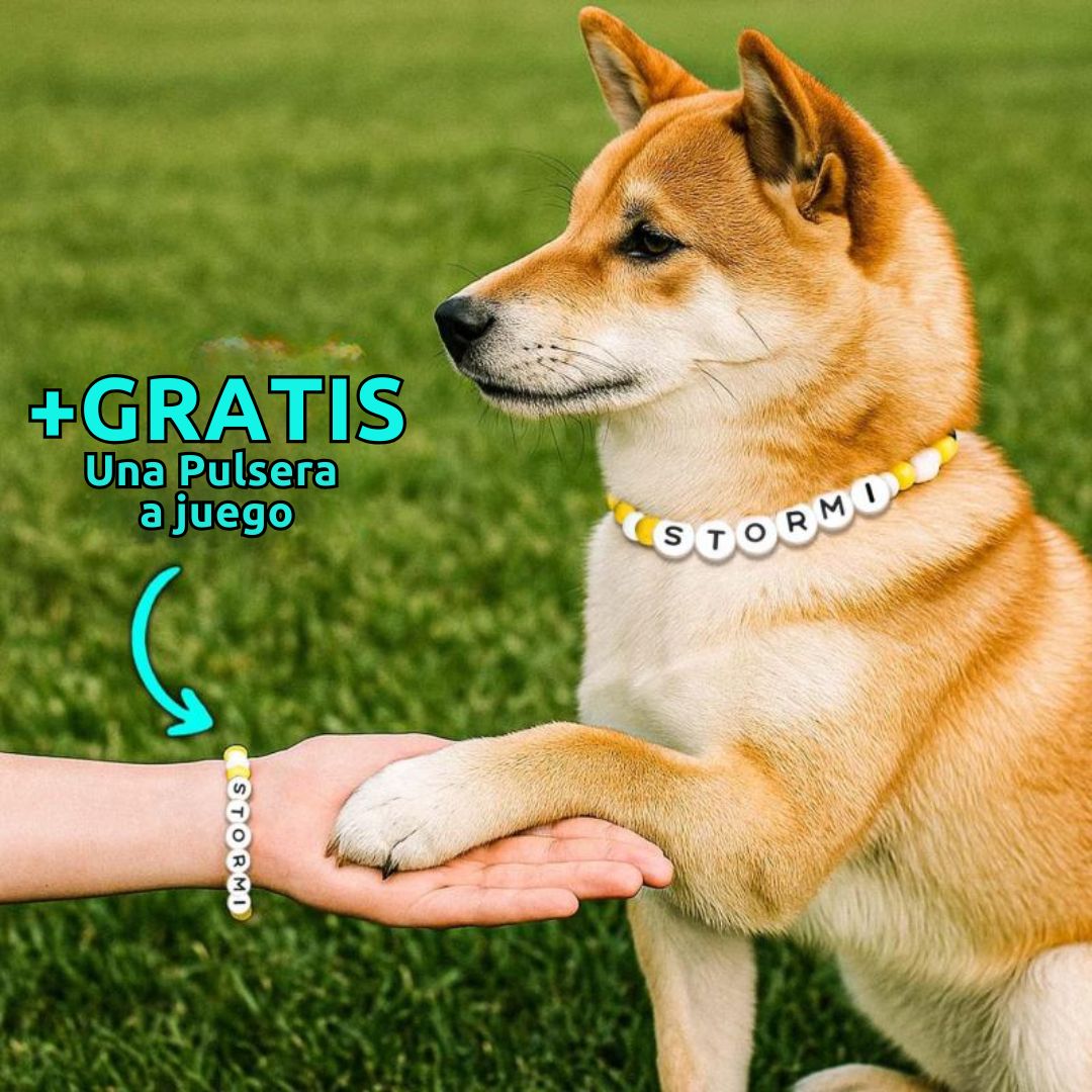 Un Shiba Inu lleva un collar de cuentas personalizado para mascotas que dice STORMI y toca la mano de una persona con una pulsera a juego. Texto: Collar de cuentas personalizado + Pulsera gratis, ideal como regalo para amantes de mascotas.