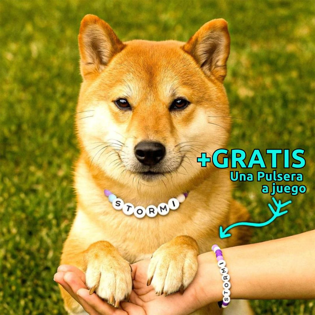 Un Shiba Inu con un Collar de cuentas personalizado para mascotas que dice STORMI posa junto a una persona, ambos lucen pulsera a juego. Text in English: +GRATIS Pulsera a juego; el regalo perfecto para amantes de mascotas.