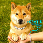 Un Shiba Inu con un Collar de cuentas personalizado para mascotas que dice STORMI posa junto a una persona, ambos lucen pulsera a juego. Text in English: +GRATIS Pulsera a juego; el regalo perfecto para amantes de mascotas.