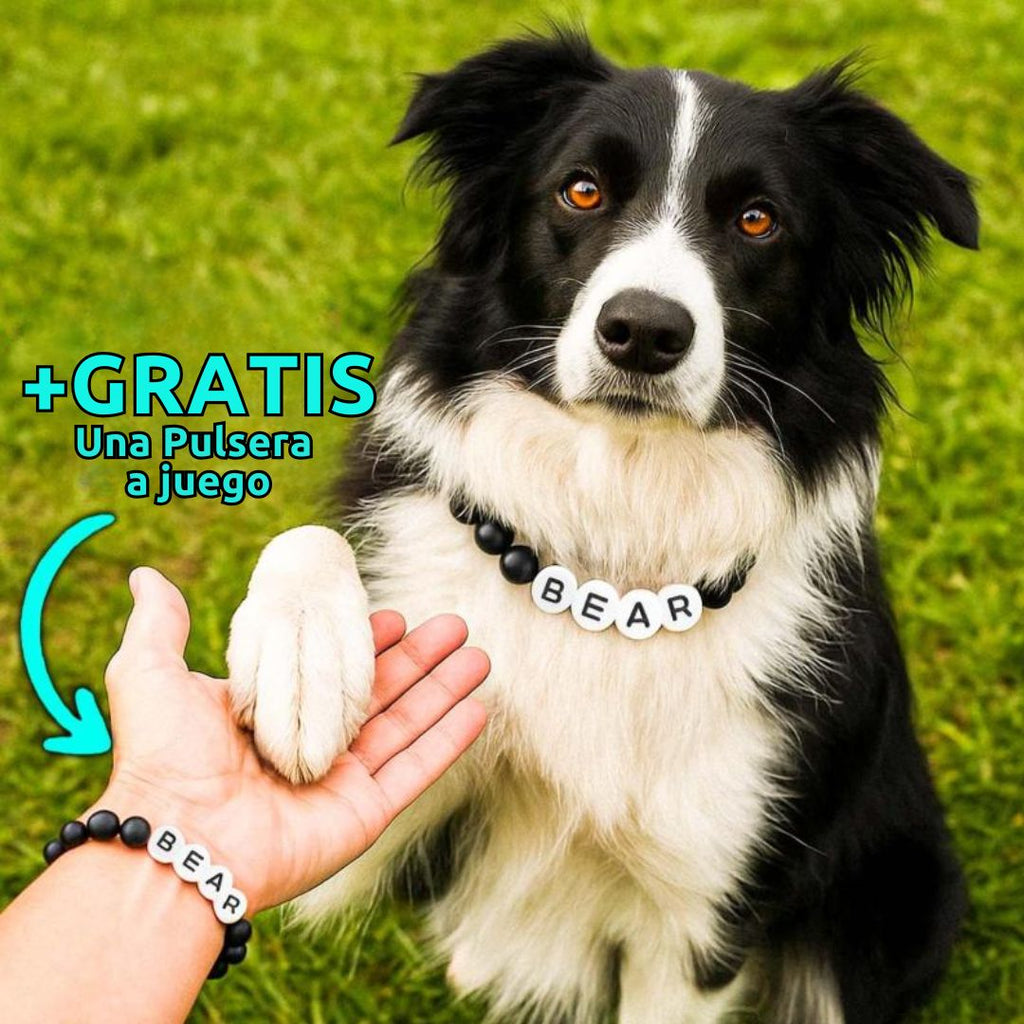 Un perro blanco y negro con un Collar de cuentas personalizado para mascotas con el nombre BEAR da la pata a una persona que lleva la pulsera gratis a juego. ¡Consigue este set, el regalo perfecto para amantes de mascotas!.
