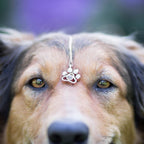 Collar huellita con foto de mascota - Moroveta