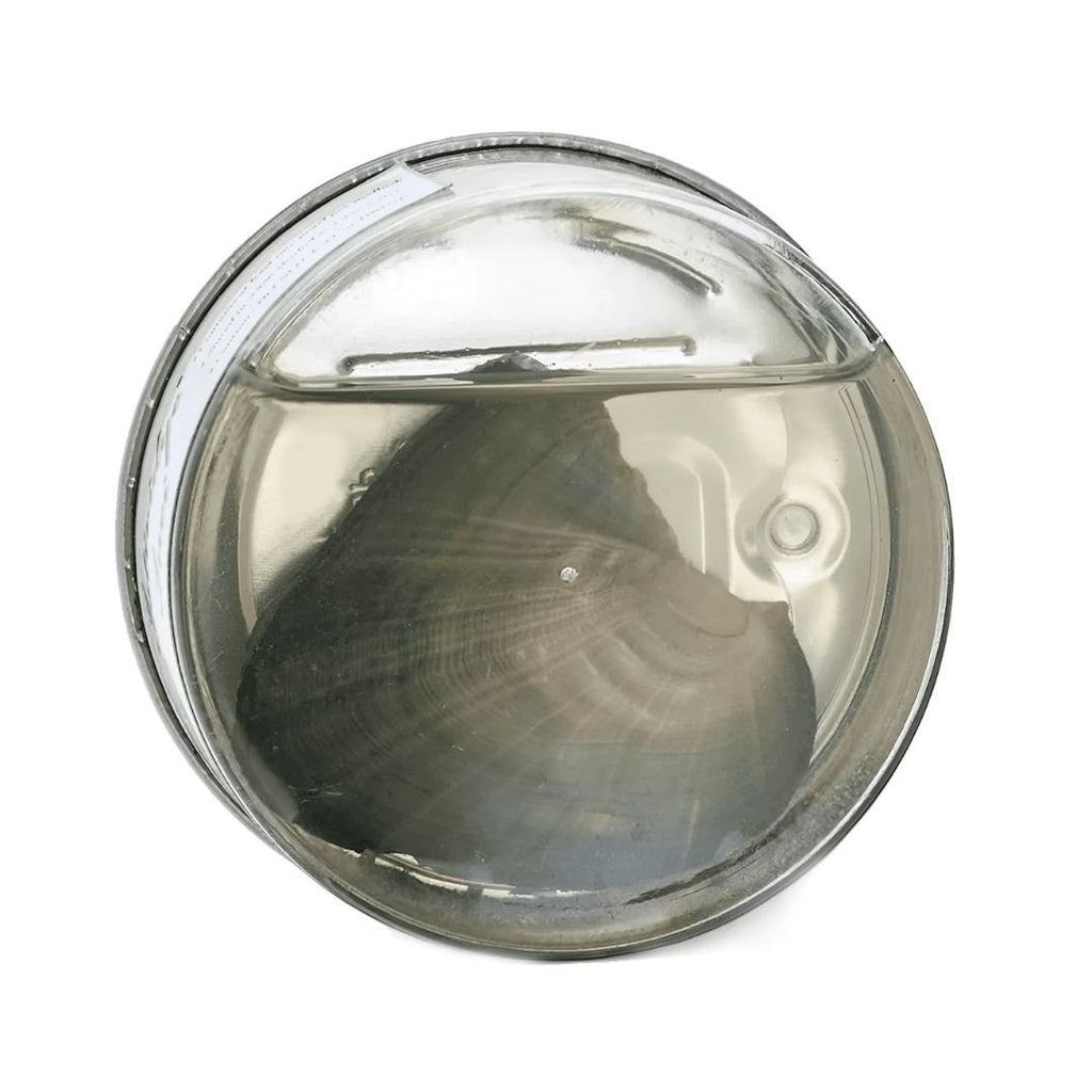 Experiencia Perlitta - Ostra real presenta una gran concha marina parecida a las ostras con perla, conservada en un recipiente transparente y redondo lleno de líquido. Vista desde arriba, se aprecian los patrones circulares de la concha y un toque de aire en la parte superior.